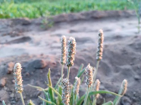 Beautiful View Of Isabgol ( Ispaghula, Psyllium Seed, Indian Plantago ) Plant Stock Photos