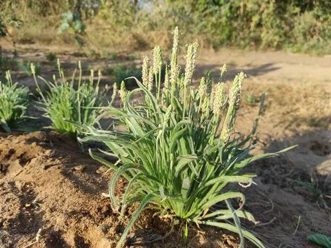 Beautiful View Of Isabgol ( Ispaghula, Psyllium Seed, Indian Plantago ) Plant Stock Photos