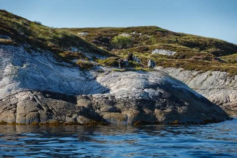 Beautiful view on island with rams Stock Photos