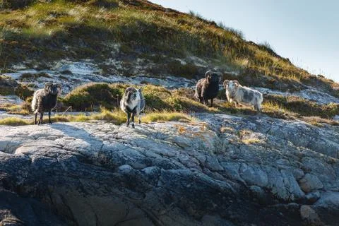 Beautiful view on island with rams Stock Photos