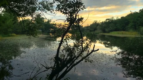 Beautiful view of the lake in the forest on the background of sunset Stock Footage 163313082