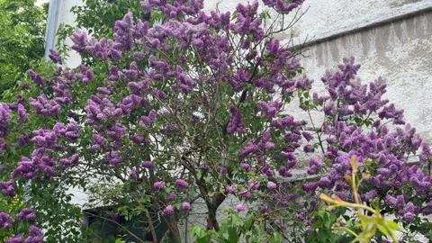 A beautiful view of a large lilac tree in full bloom, located next to a house. T Stock Footage 310818564