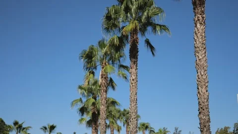 Beautiful View of Large Palm Trees on a Background of Blue Sky. Slow Motion.. Stock Footage 287588887