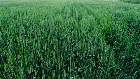 Beautiful view of Large wheat fields. Stock Footage 195877562