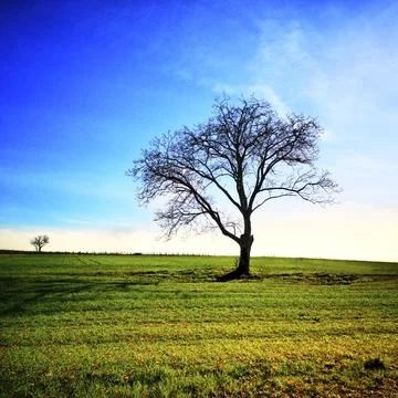 Beautiful view of a leafless tree in a grassy field under a bright sky Stock Photos