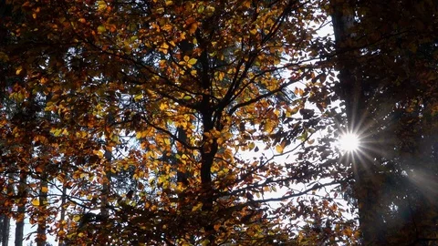 Beautiful view of leaves beeches Stock Footage 128810015