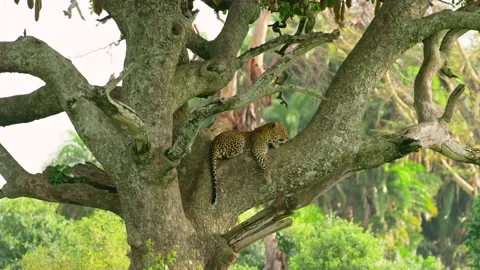 Beautiful view of a leopard sitting on a tree branch. Video stock 221240790
