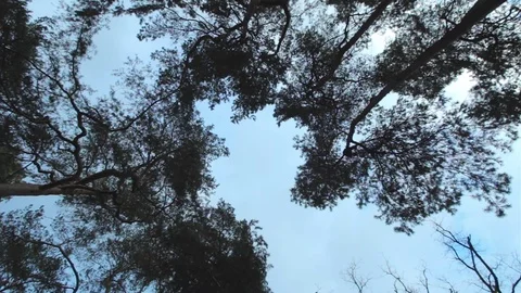 Beautiful view of light shining through summer leaves of tree in the park. Lush Видео 73093815