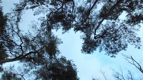 Beautiful view of light shining through summer leaves of tree in the park. Lush Stock Footage 73093829