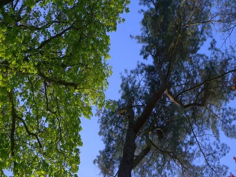 Beautiful view of light shining through summer leaves of tree in the park. Vídeos de archivo 75076981