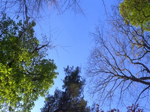 Beautiful view of light shining through summer leaves of tree in the park. Видео 75077304