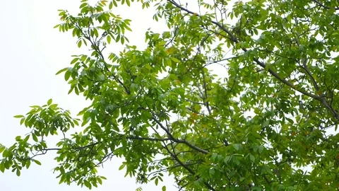 Beautiful view of light shining through summer leaves of oak tree in forest Stock Footage