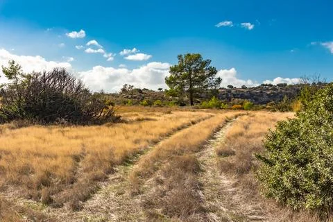 A beautiful view of a lone pine tree in the mountains of Cyprus, against the  Foto stock