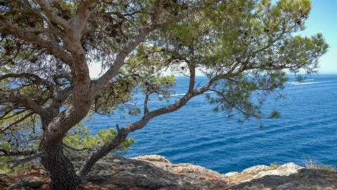 Beautiful view on lonely pine tree and Blue sea Foto stock