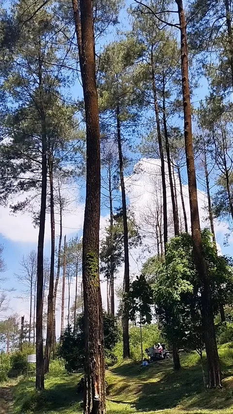 A Beautiful View Of A Lush Pine Forest Stock Footage 339317348