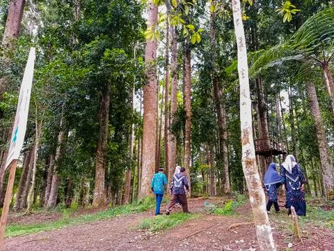 Beautiful view at Madapi Forest Stock Photos