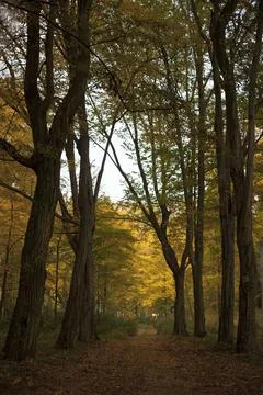Beautiful view of a Magic path  in the park  Beautiful Autumn in the park Stock-Fotos