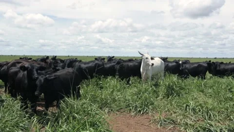 Beautiful view of many nellore cattle grazing pasture on sunny summer day  Stock Footage 196294694