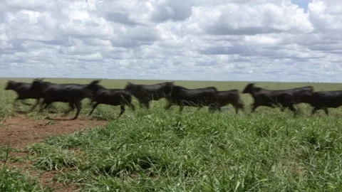 Beautiful view of many nellore cattle grazing pasture on sunny summer day. HD Stock Footage 196294699