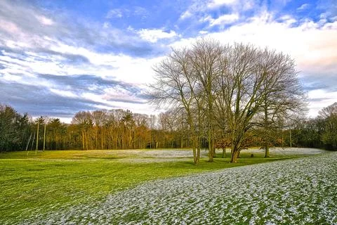 Beautiful view of the maple tree after the light snow fall in springtime Stock Photos
