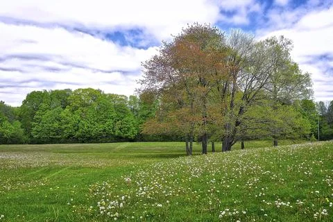 Beautiful view of the maple tree in springtime Stock Photos