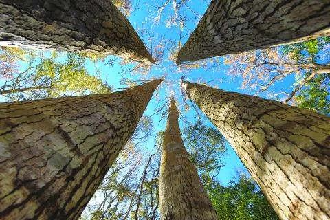 Beautiful view of maple trees Stock Photos