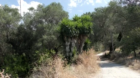 Beautiful view of Mediterranean olive tree garden Corfu island, Greece Stock Footage 135379967