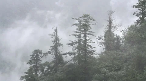 Beautiful view of Mount Emei at daytime, the mist in the forest Stock Footage 40769977