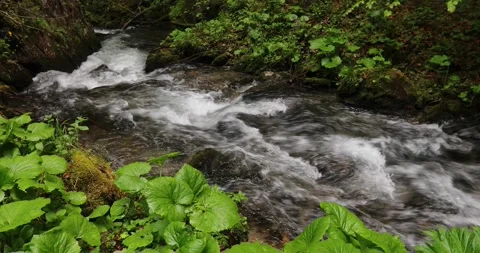 Beautiful view of a mountain river in wild area during spring. Stock Footage 204099170