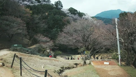 Beautiful view of mountains and cherry blosoms. Estabilish shot of Arashiyama Video stock 134250347