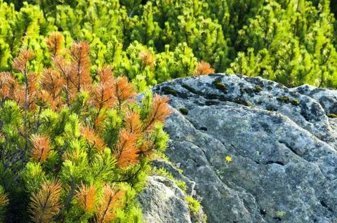 Beautiful view from mountains with dwarf pine in the foreground Foto stock
