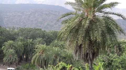 Beautiful view of mountains,trees swaying in wind. Stock Footage 170278737