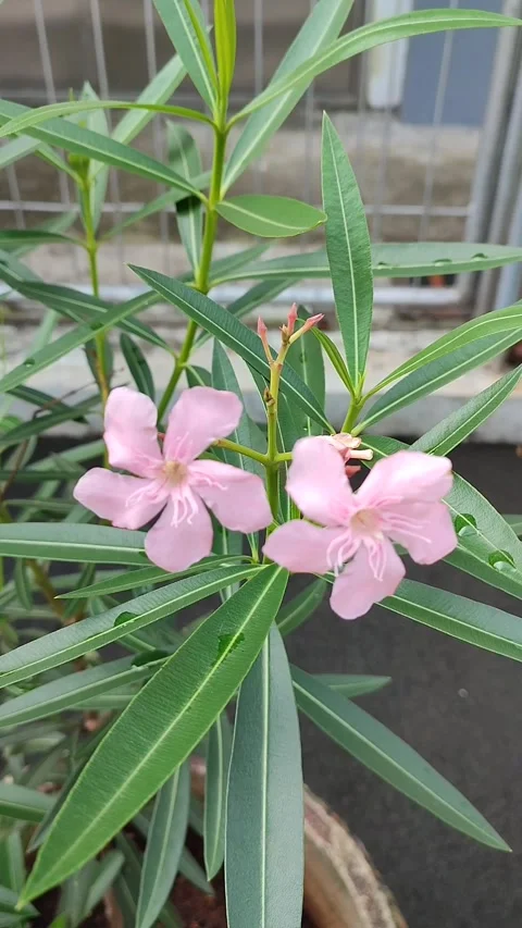 Beautiful view of Nerium Oleander Flower Stock Footage 308761091