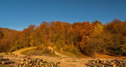 Beautiful view of a nice colored forest Foto stock