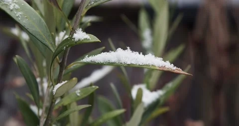 A beautiful view of an olive feaf on a small tree holding the snow on leaf 库存影片 148276063