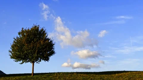 Beautiful View over a Single Tree with Leaf and Against Blue Sky and Clouds in a Stock Footage 335843343