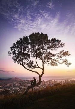 Beautiful view over the trees Stock Photos