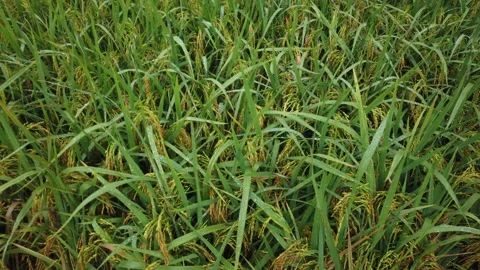 Beautiful view of the paddy field ready for harvest Stock Footage 139378641