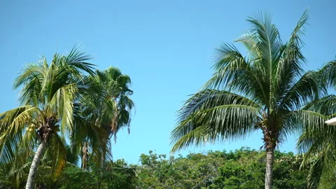 Beautiful view of palm trees with a blue sky in the background Stock Footage 167843387