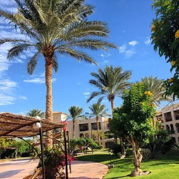 Beautiful view with palm trees Foto stock