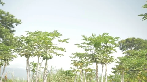 A beautiful view of papaya trees Stock Footage 109197745