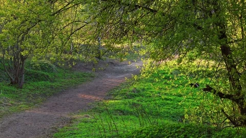 Beautiful view of the path among the trees in a park in the rays of setting sun Stock Footage 283008547