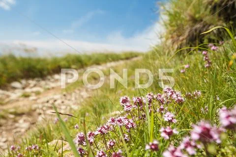 Beautiful view of path in Carpathian mountains. Focus on flowers Stock Photos