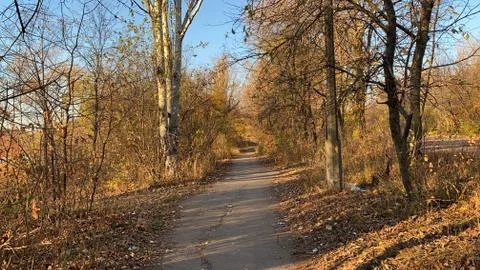 Beautiful view of the path in the forest Stock Photos