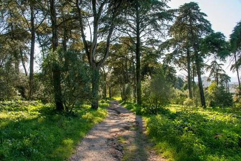 Beautiful view of a path in the forest with trees in the foreground Stock Photos
