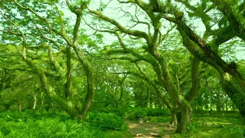 Beautiful view of path with green trees in De Djawatan forest at East Java Vídeos de archivo 254770338