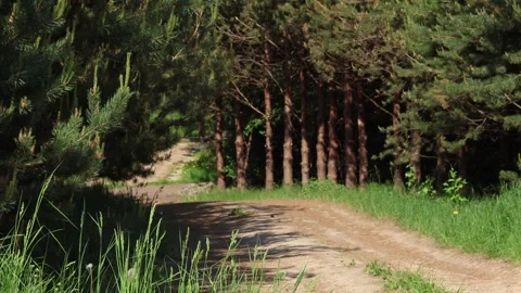 Beautiful view of the path in a spruce forest Stock Footage 278030718