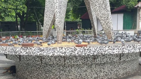 Beautiful view of pigeons Stock Footage 247113993