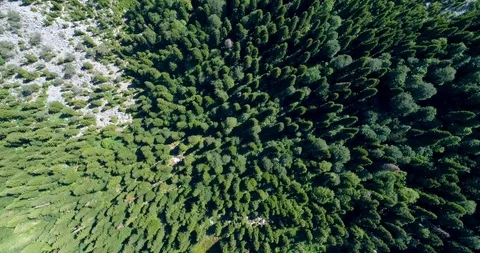 Beautiful view of the pine forest from the top with panoramic views of the blue Stockbeeldmateriaal 115217801