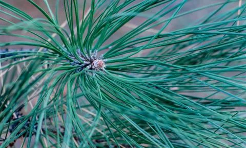Beautiful view of pine needles Stock Photos